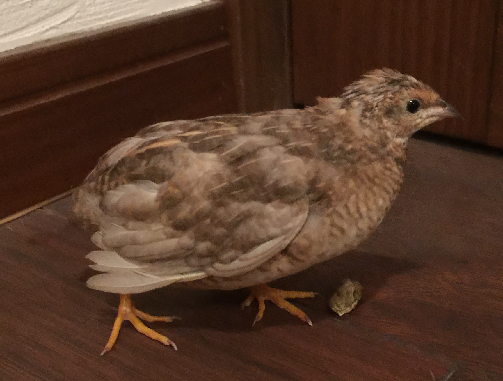 ヒメウズラ成鳥雌